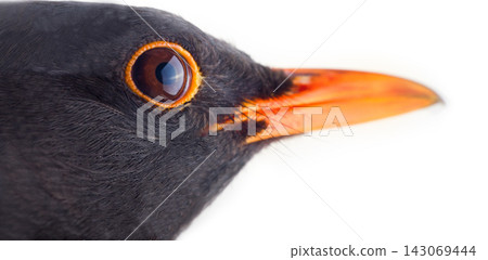 Blackbird (Turdus merula, male). Portrait close-up on white background Blackbird (Turdus merula, male). Portrait close-up on white background 143069444