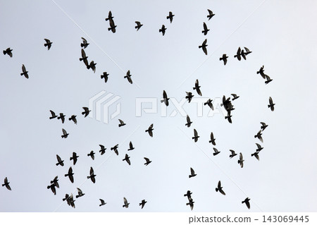Flock of pigeons in sunset sky Flock of pigeons in sunset sky 143069445