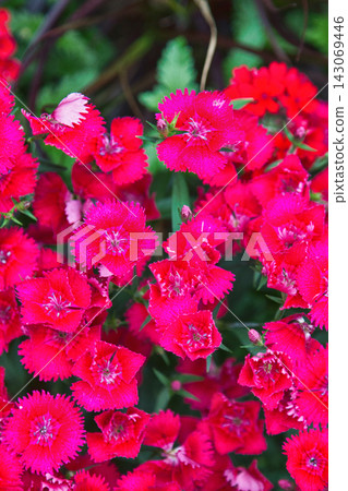Red carnations 143069446
