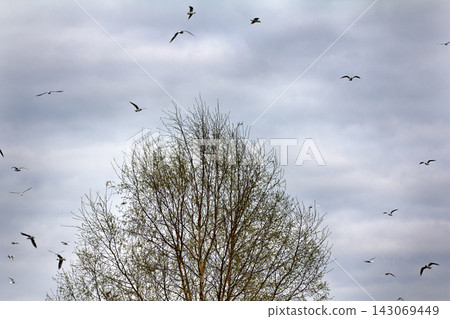 Spring, delicate young foliage trees, and noisy nesting gulls Spring, delicate young foliage trees, and noisy nesting gulls 143069449