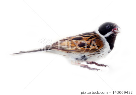 Male Reed Bunting, blackcap (Emberiza schoeniclus) male Male Reed Bunting, blackcap (Emberiza schoeniclus) male 143069452