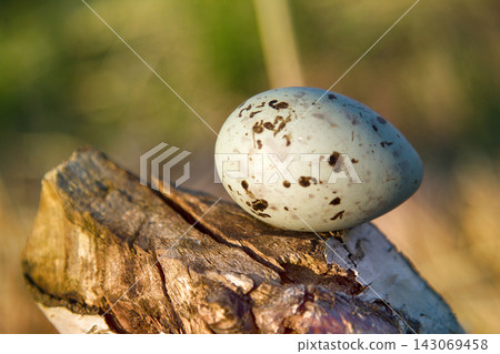 mottled egg of tern on cut of tree that was gnawed by beaver. 143069458