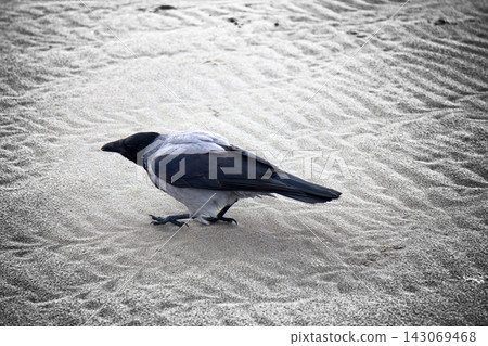 Hooded crow on seaside. Hooded crow on seaside. 143069468