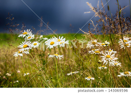 Grass and chamomile meadow in front of strong thunderstorm Grass and chamomile meadow in front of strong thunderstorm 143069596