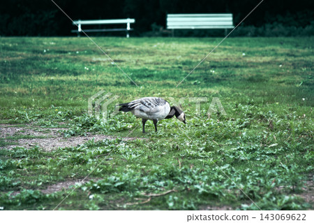 Wild geese, beautiful goose. Wild geese, beautiful goose. 143069622