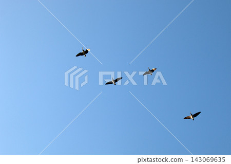 Migratory geese against the sky. Migratory geese against the sky. 143069635