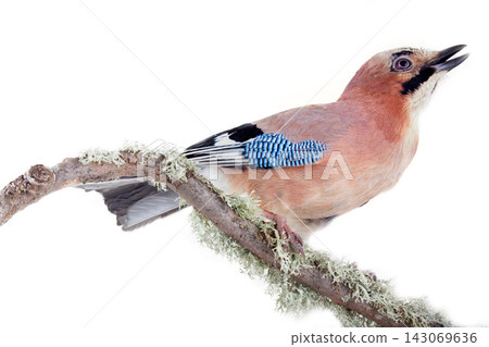 Multicolored Jay with blue mirror on wing. Bird portrait Multicolored Jay with blue mirror on wing. Bird portrait 143069636