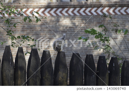 Gray Squirrel on Wooden Fence near Brick Building, Outdoor Scene Gray Squirrel on Wooden Fence near Brick Building, Outdoor Scene 143069740