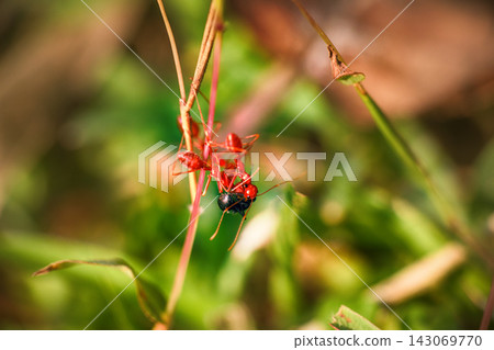 Three Red ants caught spy of another species and tear it apart. Three Red ants caught spy of another species and tear it apart. 143069770