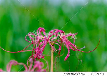 The vibrant pink of the wilting spider lilies stands out against the green background. 143069771