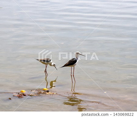 black-winged stilt (Himantopus himantopus) 143069822