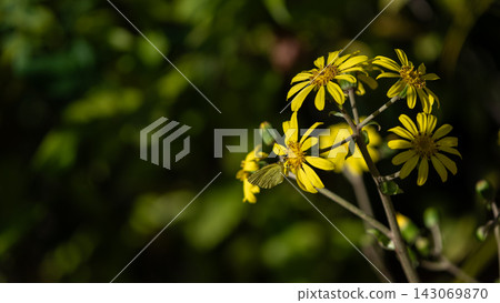 Yellow leopard plant flowers and butterflies stand out against a chic, dark background. Yellow leopard plant flowers and butterflies stand out against a chic, dark background. 143069870