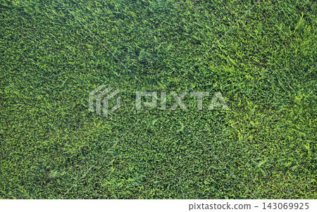 Good green fence of trimmed thuja biota, Good green fence of trimmed thuja biota, 143069925