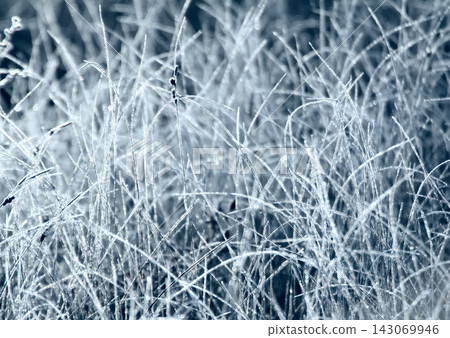 Frosty morning in the meadow Frosty morning in the meadow 143069946