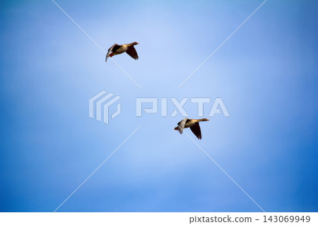 Forest-breeding bean goose - flock of breeding geese Forest-breeding bean goose - flock of breeding geese 143069949