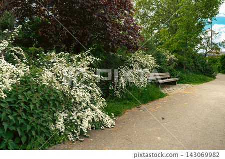Flowering Shrubs Beside Park Path and Wooden Bench Flowering Shrubs Beside Park Path and Wooden Bench 143069982