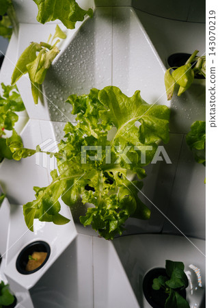 Vertical cropped shot of green lettuce growing in modern vertical hydroponic system, gardener praying water onto plant rows, demonstrating sustainable urban agriculture. Concept of urban farming. Vertical cropped shot of green lettuce growing in modern vertical hydroponic system, gardener praying water onto plant rows, demonstrating sustainable urban agriculture. Concept of urban farming. 143070219