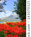 The spider lilies blooming in Ibuki 143070325