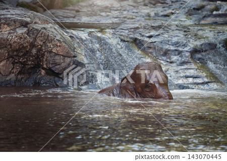 A male Asian elephant is enjoying bathing. Baby Asian Elephant under a waterfall. Elephants in jungle river washing. A male Asian elephant is enjoying bathing. Baby Asian Elephant under a waterfall. Elephants in jungle river washing. 143070445