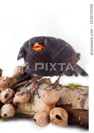 terrible black bird sits on rotten stump with mushrooms toadstools terrible black bird sits on rotten stump with mushrooms toadstools 143070509