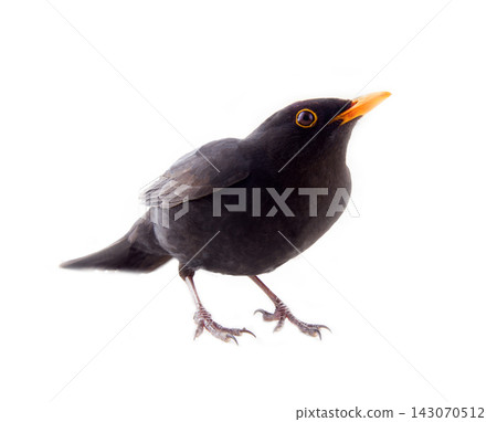 Blackbird (Turdus merula), male Blackbird (Turdus merula), male 143070512