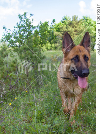 German shepherd on walk in wild German shepherd on walk in wild 143070517