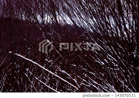 Gloomy forest in late autumn Gloomy forest in late autumn 143070531