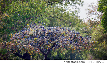 Multiplication blue rock pigeons 143070532