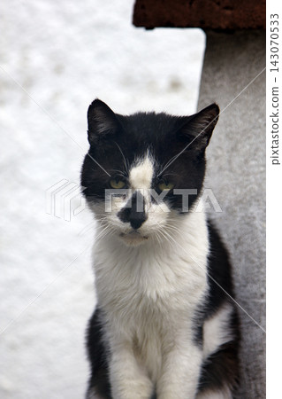 Poor skinny cat with asymmetrical black-and-white coloring Poor skinny cat with asymmetrical black-and-white coloring 143070533