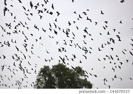 Big flocks of starlings before sleepover concentrated in dense flocks Big flocks of starlings before sleepover concentrated in dense flocks 143070537
