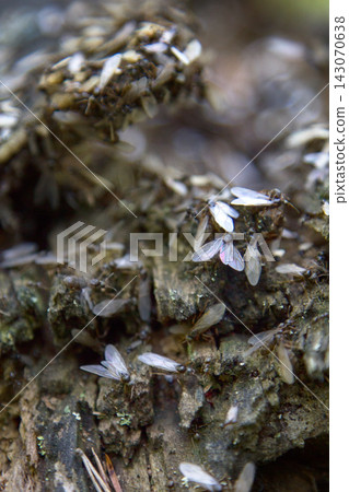 reproduction of ants 143070638