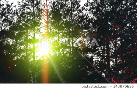 Low evening sun through trees. Low evening sun through trees. 143070656