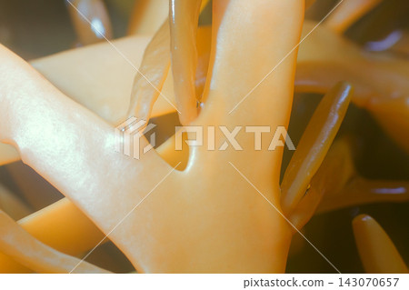 Brown algae (fucus). macro 143070657