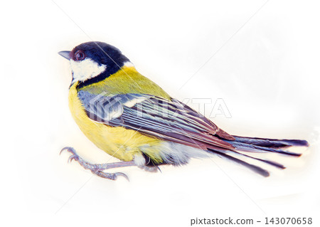 Great tit favorite bird of citizens of Europe Great tit favorite bird of citizens of Europe 143070658