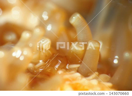 starfish ultra macro beam hand with suction cups. starfish ultra macro beam hand with suction cups. 143070660