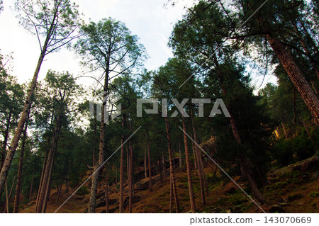 Himalayan pine forests Himalayan pine forests 143070669