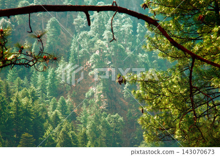 Himalayan pine Himalayan pine 143070673