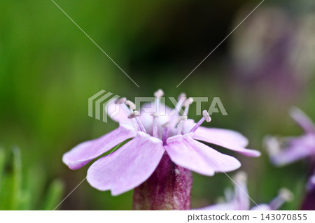 Beautiful flower in macro Beautiful flower in macro 143070855