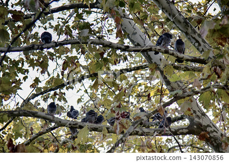 Old sycamore tree and resting on branches doves Old sycamore tree and resting on branches doves 143070856