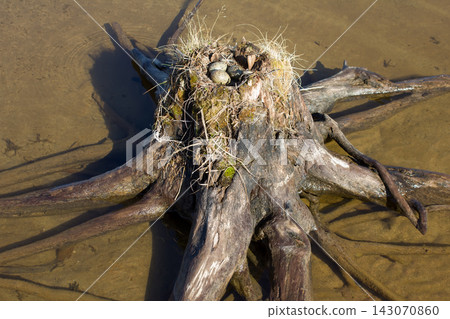 Common gull made nest on top of stump in water 143070860