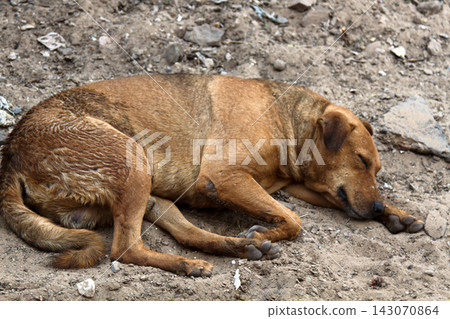 Stray dog on pavement, top view Stray dog on pavement, top view 143070864
