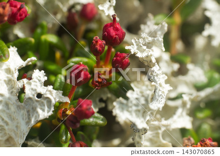 bright and diverse flora. bright and diverse flora. 143070865
