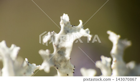 lichens with zooming which is not available to the eye. lichens with zooming which is not available to the eye. 143070867