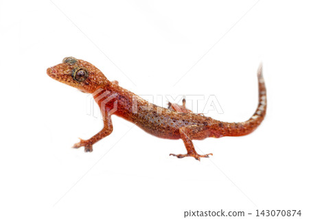 lizard Gecko on white background. lizard Gecko on white background. 143070874