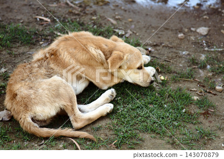Stray dog on pavement, top view Stray dog on pavement, top view 143070879