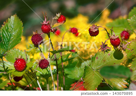 Overripe wild strawberries sweet and fragrant berry Overripe wild strawberries sweet and fragrant berry 143070895