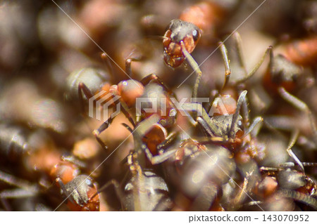 ants moving in anthill Marco ants moving in anthill Marco 143070952