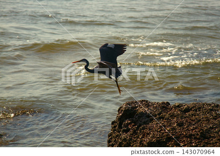 Birds of India. Pacific reef heron (Egretta sacra) Birds of India. Pacific reef heron (Egretta sacra) 143070964