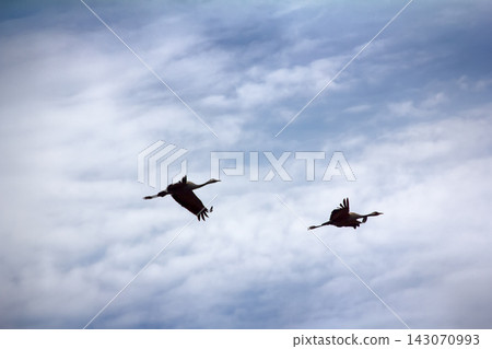 Gray Crane (common crane, Grus grus), pair Gray Crane (common crane, Grus grus), pair 143070993