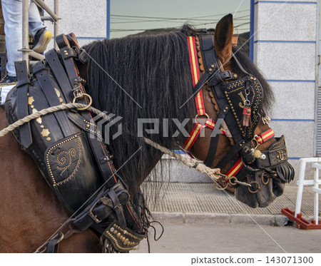 Side profile portrait of a draft horse in traditional harness with ornate details and decorations Side profile portrait of a draft horse in traditional harness with ornate details and decorations 143071300